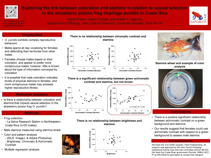 Grace Burkin Discover 2025 Poster: Exploring the link between coloration and stamina in relation to sexual selection in the strawberry poison frog Oophagapumilioin Costa Rica