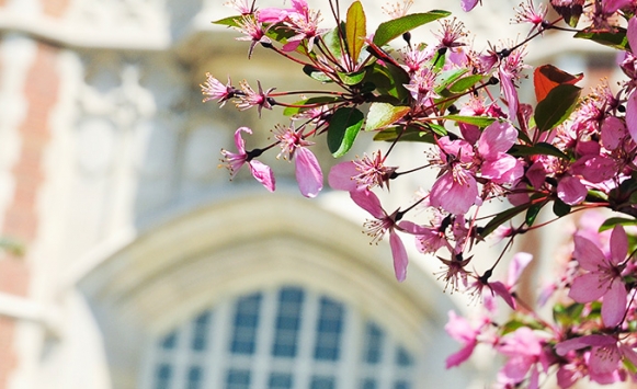 Photo of the administration building with a branch full of pink colored flowers in the foreground. 